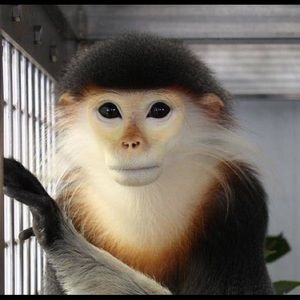 Meet your Posher, Ross